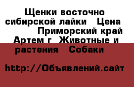 Щенки восточно-сибирской лайки › Цена ­ 4 000 - Приморский край, Артем г. Животные и растения » Собаки   